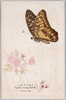 ミカドアゲハ　Papilio Eurypylus L./Mikado Ageha (Papilio Eurypylus L.) image
