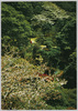 春らんまんの庭園　/Garden at the Peak of Spring  image