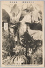 小石川植物園温室内部　パイナップル/Koishikawa Botanical Garden Belonging to the Imperial University of Tokyo: Pineapple in the Glasshouse image