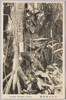 小石川植物園/Koishikawa Botanical Garden image
