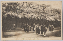 飛鳥山ノ桜 / Cherry Blossoms on the Asukayama Hill image