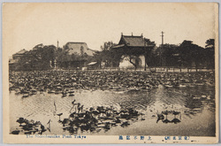 上野不忍池 / Ueno Shinobazu Pond image