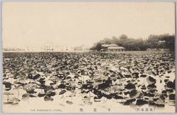 不忍池 / Shinobazu Pond image