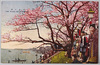 向島の桜/Cherry Blossoms of Mukojima image