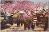 荒川五色桜/Arakawa Five Color Cherry Blossoms image