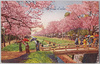 小金井の桜/Cherry Blossoms in Koganei image