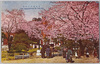 九段遊就館の桜/Cherry Blossoms at the Yushukan Museum, Kudan image