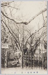 蒲田梅園(其一) / Kamata Plum Garden (1) image