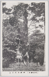 御神木(明治神宮) / Sacred Tree Yoyogi (Meijijingu Shrine) image