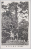 御神木(明治神宮)/Sacred Tree Yoyogi (Meijijingu Shrine) image