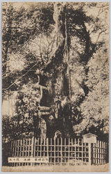 明治神宮 / Meijijingu Shrine image