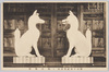 雑司ヶ谷威光尊天・御白狐像/Iko Sonten Shrine, White Fox (Divine Messenger), Zoshigaya image