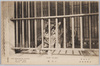 上野動物園　とら牡/Ueno Zoological Gardens: Male Tiger image