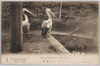 上野動物園　ぺりかん雌　雄/Ueno Zoological Gardens: Male and Female Australian Pelicans image