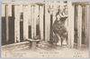 上野動物園　かば牡/Ueno Zoological Gardens: Male Hippopotamus image