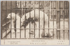 上野動物園　ほっきょくぐま　牝牡/Ueno Zoological Gardens: Male and Female Polar Bears image