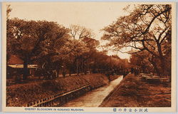 武洲小金井の桜 / Cherry Blossoms in Koganei, Bushu image