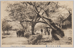 武州小金井の桜 / Cherry Blossoms in Koganei, Bushu image
