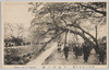 小金井の桜/Cherry Blossoms in Koganei image
