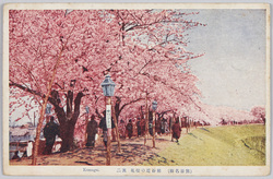 熊谷堤の桜(其二) / Cherry Blossoms on the Kumagaya Embankment (2) image