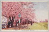 熊谷堤の桜(其二)/Cherry Blossoms on the Kumagaya Embankment (2) image