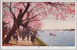 向島の桜 / Cherry Blossoms of Mukojima image