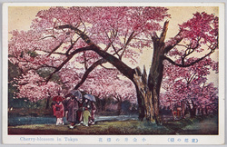 小金井の桜 / Cherry Blossoms in Koganei image