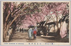 荒川堤の桜 / Cherry Blossoms on the Arakawa Embankment image