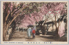 荒川堤の桜/Cherry Blossoms on the Arakawa Embankment image