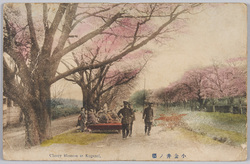 小金井の桜 / Cherry Blossoms in Koganei image