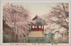 上野公園の桜/Cherry Blossoms in Ueno Park image