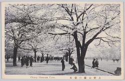 上野公園の桜 / Cherry Blossoms in Ueno Park image