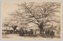 上野公園の桜 / Cherry Blossoms in Ueno Park image