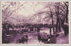 江戸川の桜 / Cherry Blossoms along the Edogawa River image