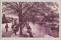 江戸川の桜 / Cherry Blossoms along the Edogawa River image