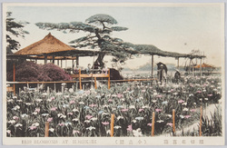 堀切花菖蒲 / Irises in Horikiri image