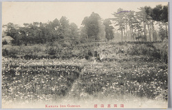 蒲田菖蒲園 / Kamata Iris Garden image