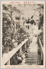 小石川植物園　温室内蘭室/Koishikawa Botanical Garden Belonging to the Imperial University of Tokyo: Orchid Room in the Glasshouse image
