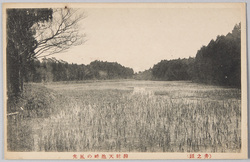 弁財天池畔(井の頭) / By the Benzaiten Pond (Inokashira) image