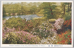小石川植物園 躑躅 / Koishikawa Botanical Garden Belongs to the Imperial University of Tokyo: Azaleas image