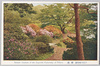 小石川植物園つつじ/Koishikawa Botanical Garden Belongs to the Imperial University of Tokyo: Azaleas image