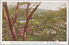小石川植物園つつじ/Koishikawa Botanical Garden Belongs to the Imperial University of Tokyo: Azaleas image