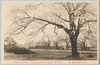 小石川植物園の桜/Cherry Blossoms in the Koishikawa Botanical Garden Belonging to the Imperial University of Tokyo  image