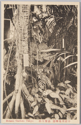 小石川植物園温室内部 / Interior of the Glasshouse at Koishikawa Botanical Garden image