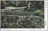 明治神宮御苑　菖蒲田/Meijijingu Inner Garden: Iris Field image