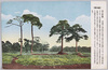 代々木の原(渋谷区)/Yoyoginohara Field (Shibuyaku) image