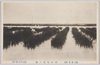 (大森名所)海苔橾集ノ景/[Famous Views of Omori] Scene of Gathering Nori Seaweed at Omori image