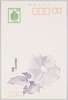 台東区の花 朝顔/Official Flower of Taitōku: Morning Glory image