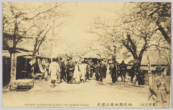 (東京名所) 向嶋隅田堤乃櫻花 CHERRY BLOSSOMS ALONG THE SUMIDA TOKYO. / (Famous Views of Tokyo) Cherry Blossoms along the Sumida Embankment, Mukojima, Tokyo image