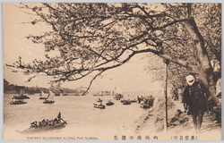 (東京名所) 向嶋堤の櫻花 CHERRY BLOSSOMS ALONG THE SUMIDA. / (Famous Views of Tokyo) Cherry Blossoms of Mukojima Embankment image